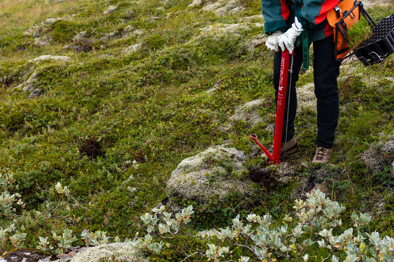 A person working with the red pottiputki tool to create space for trees to be planted in the ground